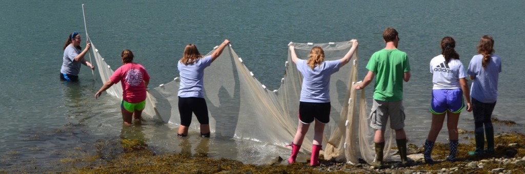 Picture of students seining