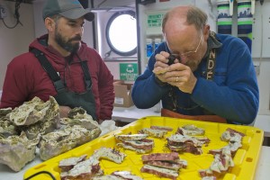 scientists study corals