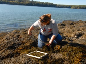 pictures of student surveying the intertidal