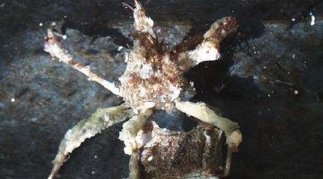 decorator crab