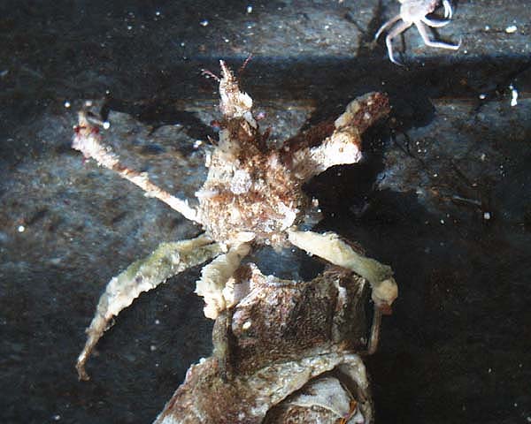 Decorator Arrow Crab (Spider Crab): Saltwater Aquarium Invertebrates