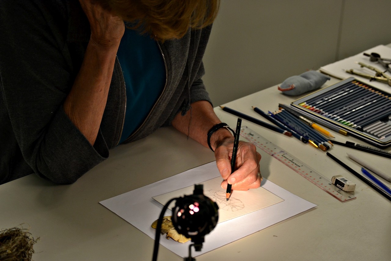 student sketching a turtle carapace.