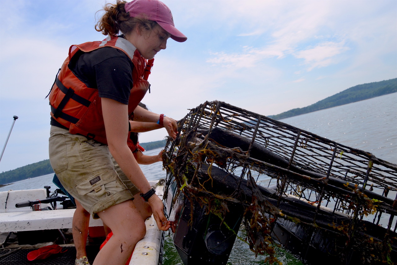 SEANET intern on the Damariscotta River