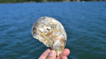 picture of an oyster