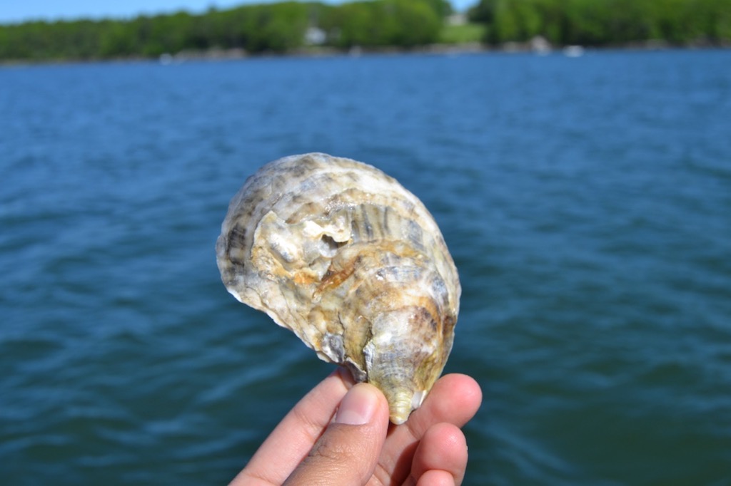 picture of an oyster