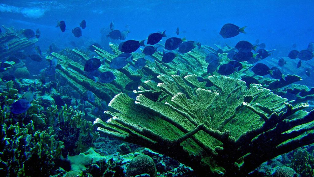Study finds marine protected areas help coral reefs - Darling Marine