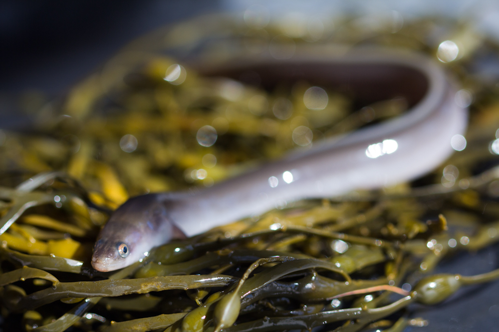 picture of eel