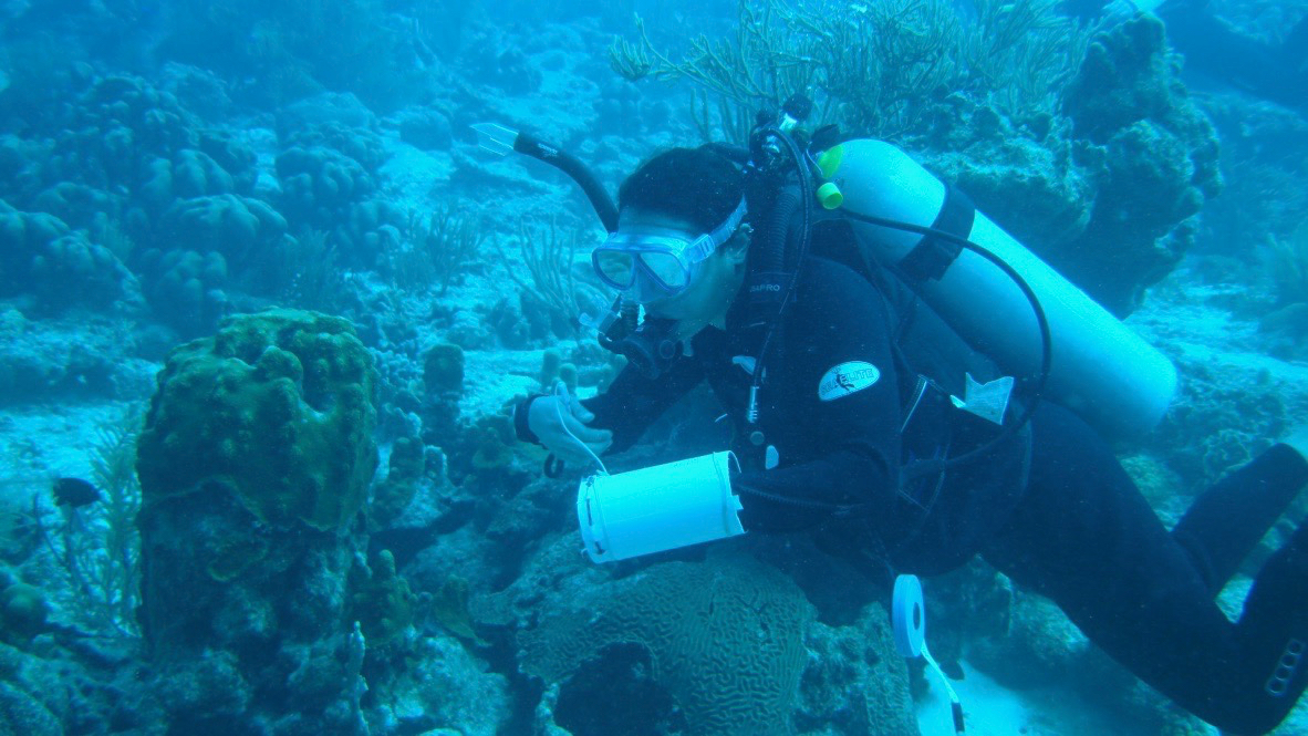 diver and coral