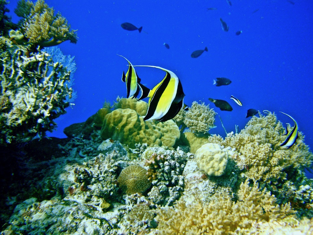 picture of coral reef in Palau