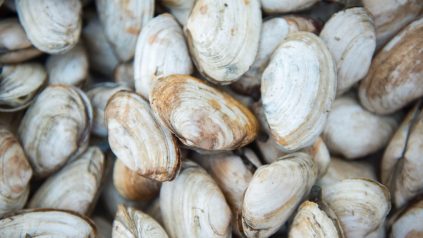 picture of clams