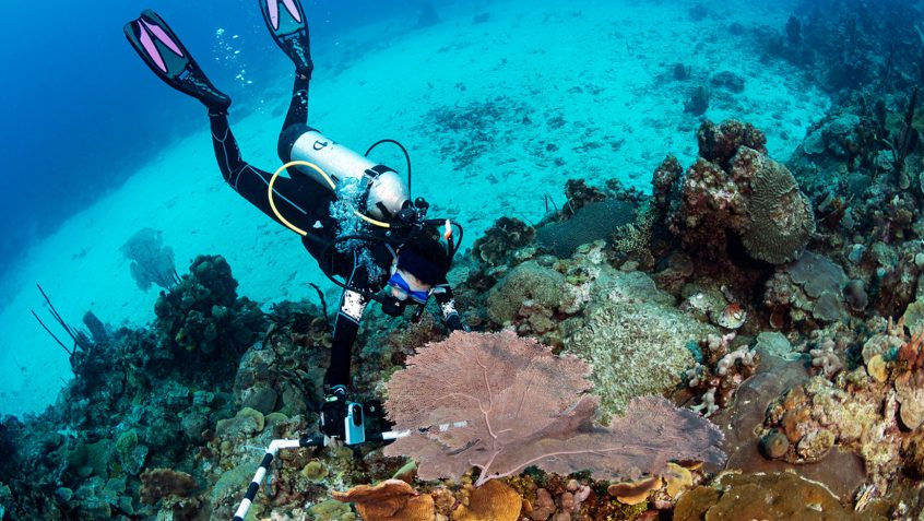 Coral detectives: Steneck, student team study reef health in Dominican ...