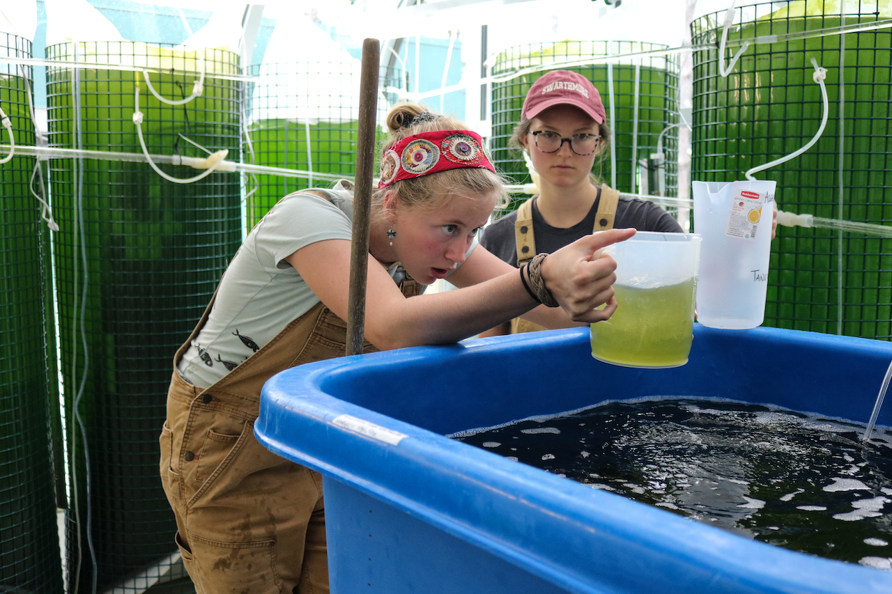 DMC interns prepare to feed oysters