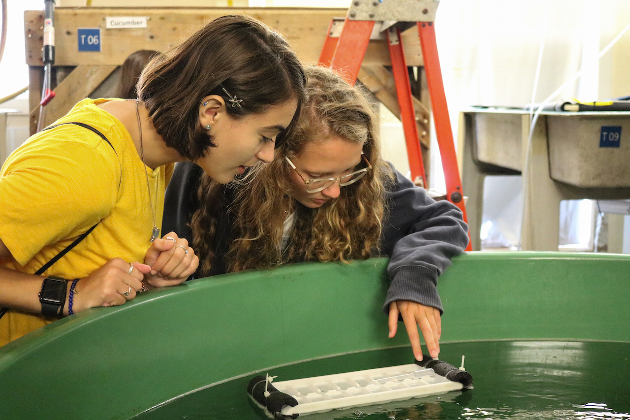 Students look at lobster larvae in a tank