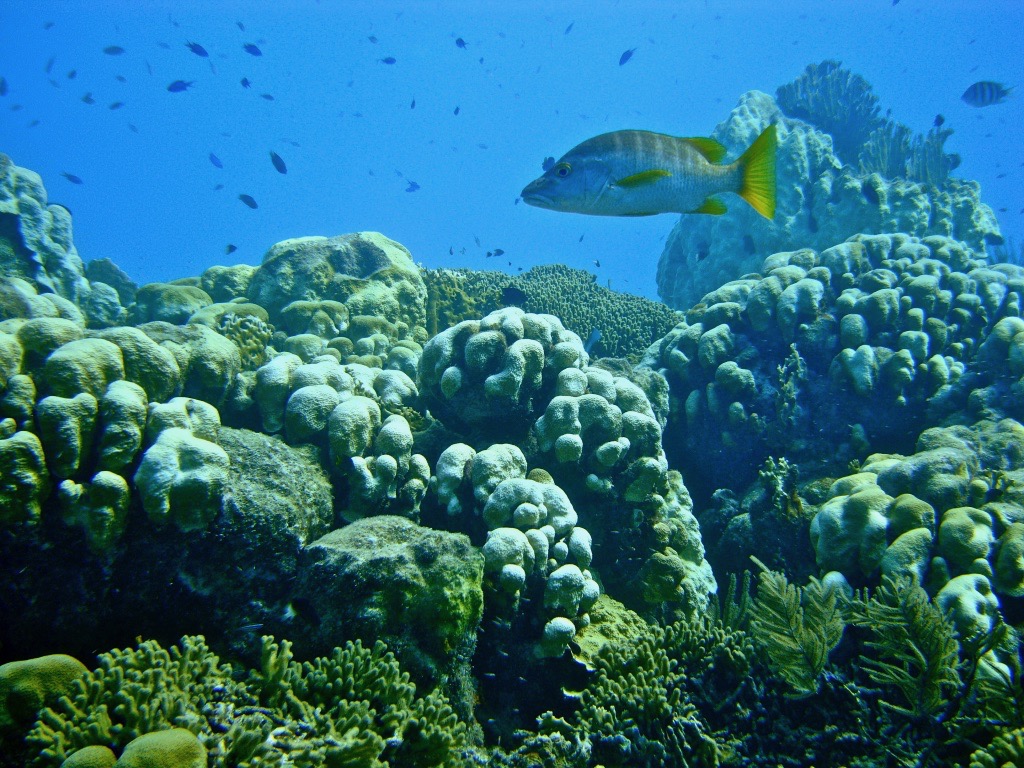 tropical fish around coral reef in Bonaire