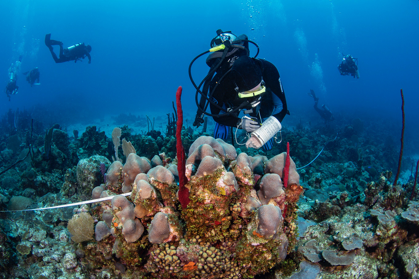 scuba diver underwater researching coral reef
