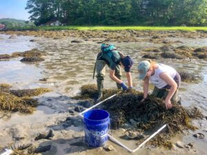 Two college students in the intertidal zone looking at rock weed with a quadrat